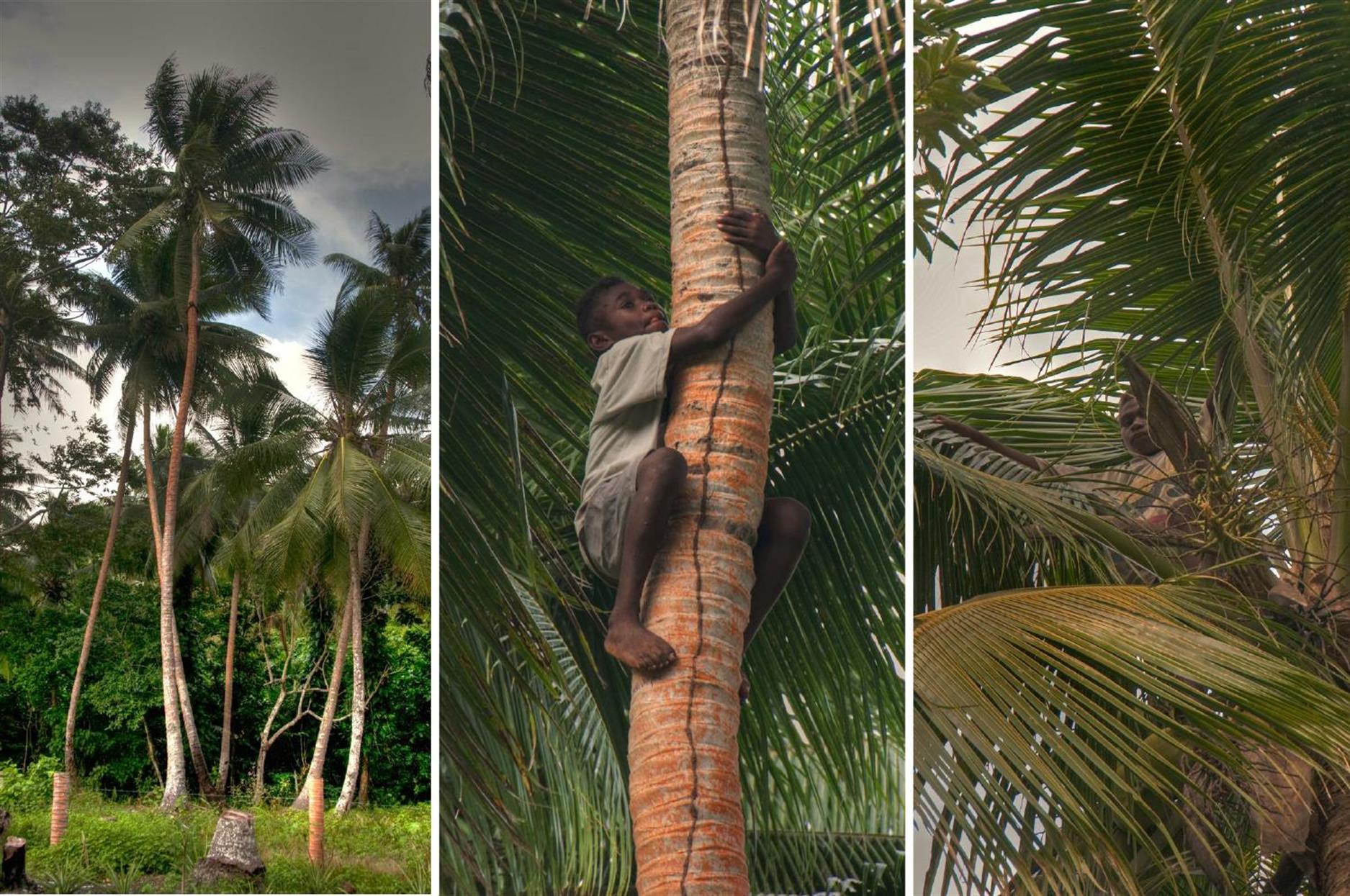 Der vielleicht 10-jährige kletterte innert ein oder zwei Minuten auf die Palme und holte uns - ohne jegliche Hilfsmittel - frische Kokosnüsse. Und wahrlich, er suchte sich für seine Kletterpartie nicht die kleinste Palme aus ...